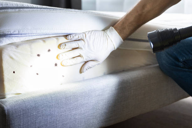 Best Bed Bug Extermination  in Custer, SD