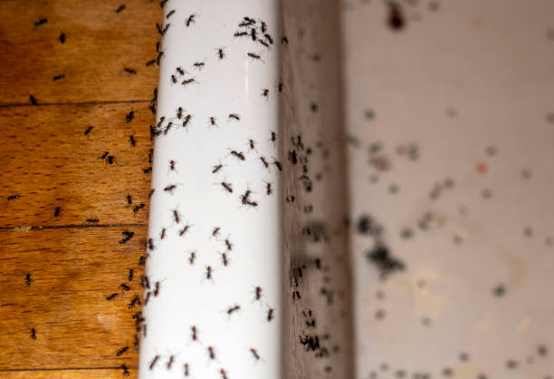 Best Local Pest Control Services  in Custer, SD