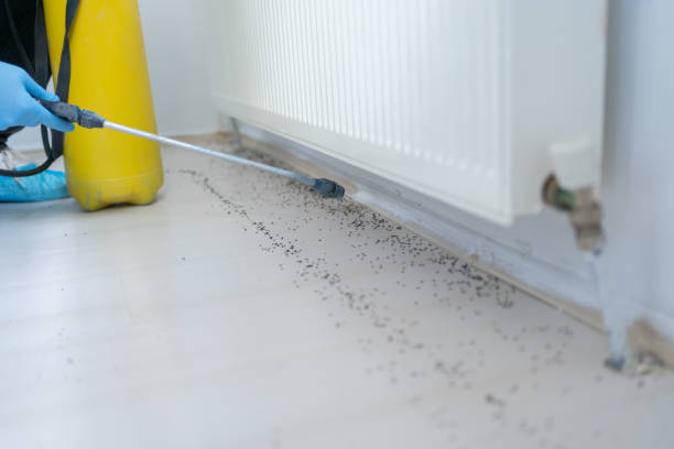 Reliable Custer, SD Pest Control Solutions